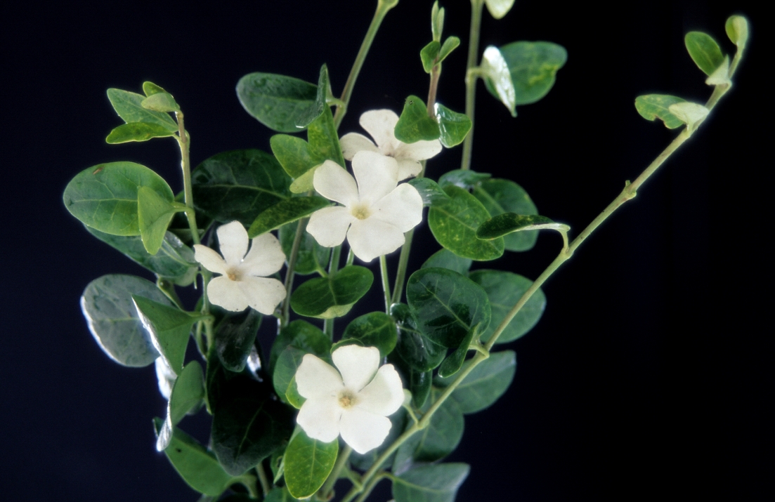 Vinca Minor - Alba