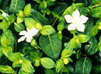vinca