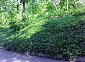 How do you care for Vinca ground cover?