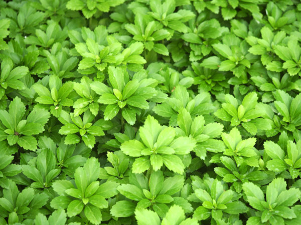 Green Carpet Pachysandra