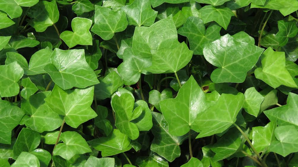 PlantFiles Pictures: English Ivy, Common Ivy Golden Ingot 