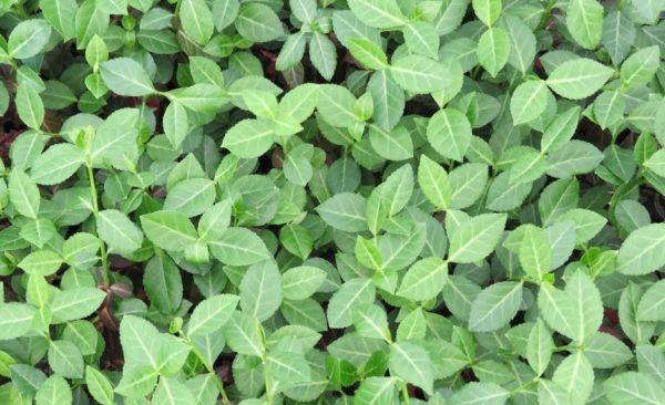 Euonymus 'Coloratus'