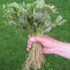 Variegated Bundle of Pachysandra plants