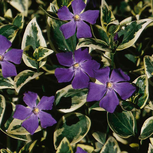 Vinca Minor Ralph Shugert