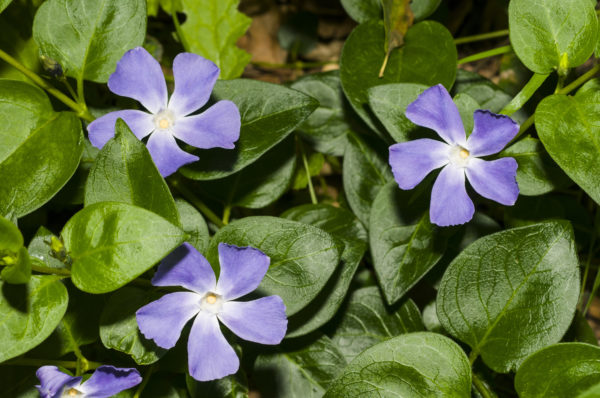 Vinca Minor Bowles