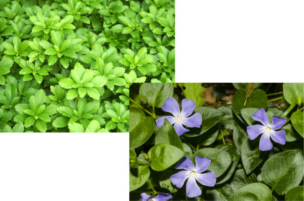SPECIAL 200 Pachysandra Green Sheen & 200 Vinca Minor ‘Bowles’