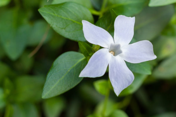 Vinca Minor Alba