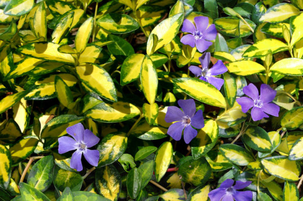Vinca Minor Illumination--Sold Out