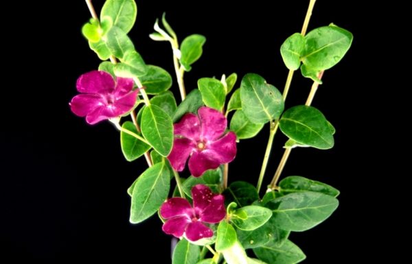 Vinca Minor Atropurpurea