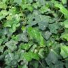 Hedera Helix 'Baltica' Baltic Ivy