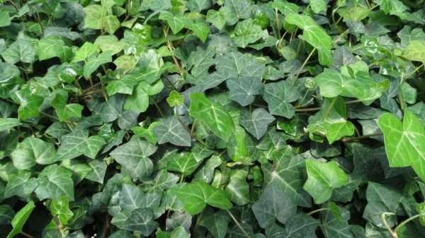 Hedera Helix 'Baltica' Baltic Ivy