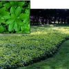 Bed of Green Carpet Pachysandra