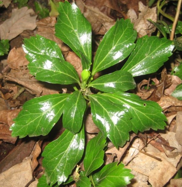 Green Sheen Pachysandra - Image 3