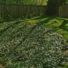Hedera Helix 'Baltica' Baltic Ivy - Image 3