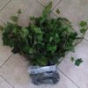 Hedera Helix 'Baltica' Baltic Ivy - Image 4