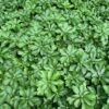 Overhead view of Pachysandra