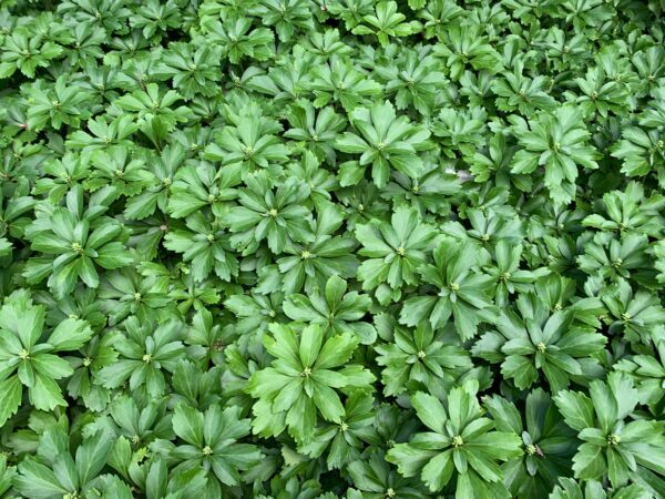 Overhead view of Pachysandra