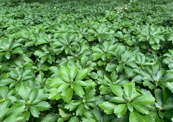 Bed of Pachysandra Terminalis