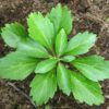 Regular Pachysandra Terminalis