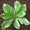 Variegated Pachysandra Terminalis