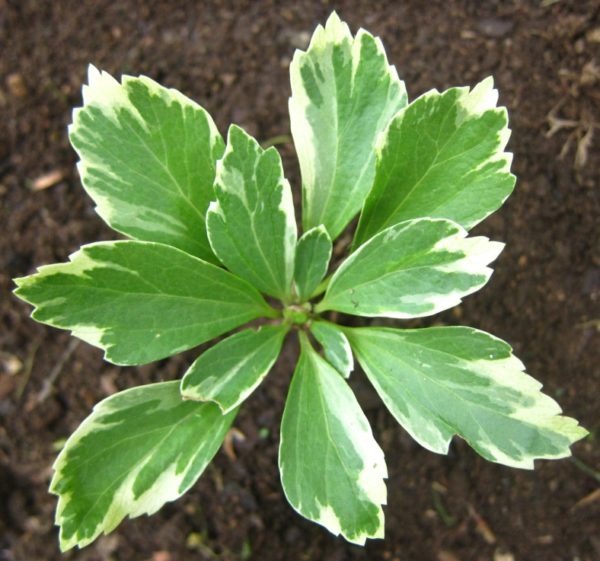 Variegated Pachysandra Terminalis