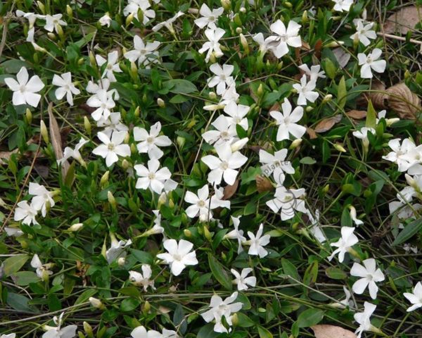 Vinca Minor Miss Gertrude Jekyll
