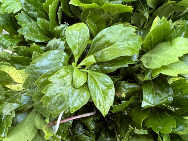 Green Sheen Pachysandra - Image 2