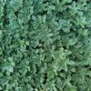 Variegated Pachysandra