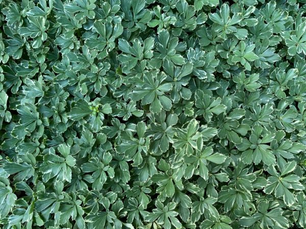 Variegated Pachysandra