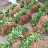 Vinca Bunches
