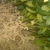 Rooted Vinca Bunches