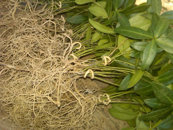 Rooted Vinca Bunches