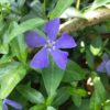 Vinca minor