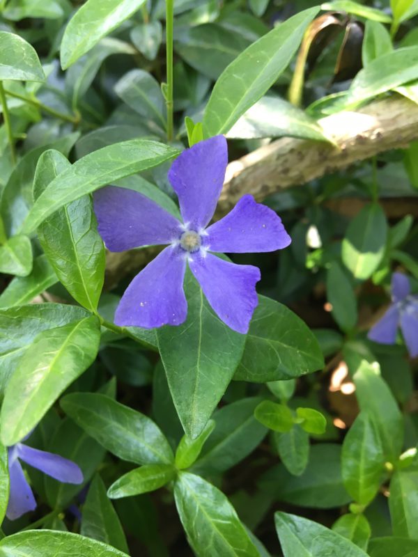 Vinca minor