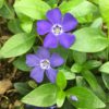Vinca Minor Myrtle