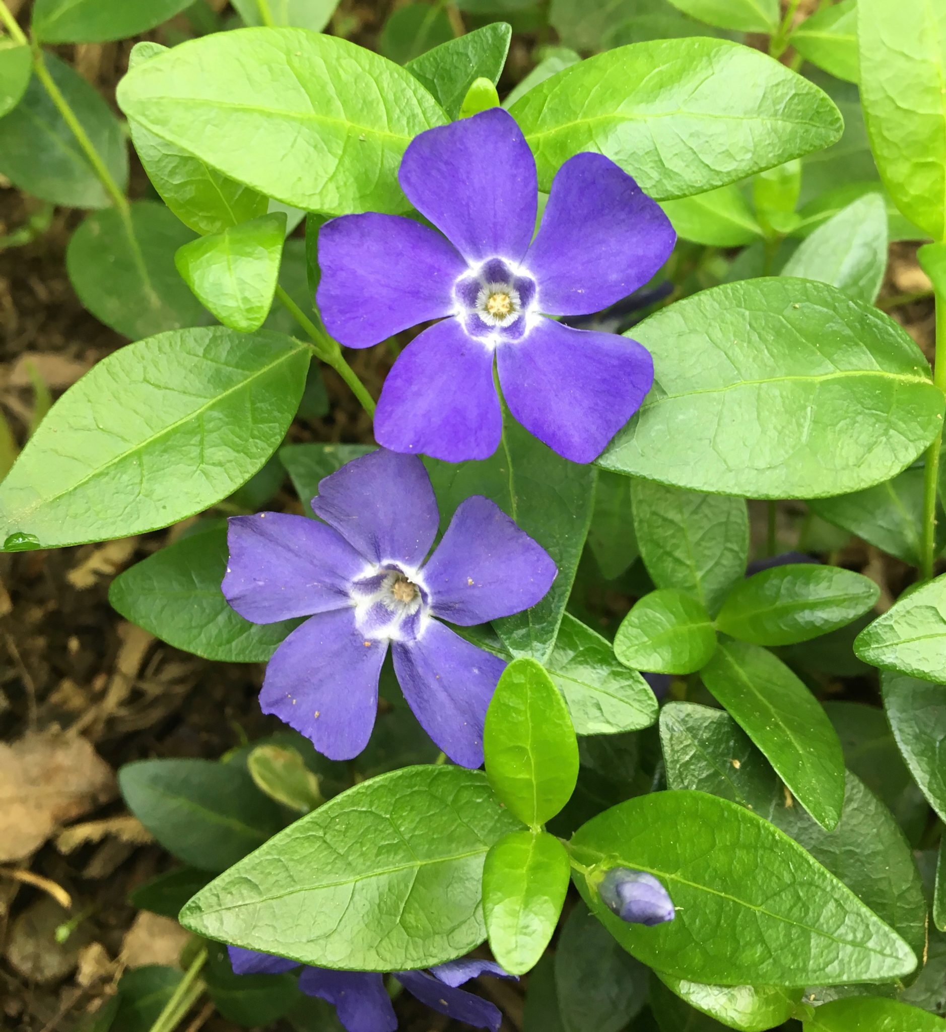 Vinca Minor / Myrtle Ground Cover - Peekskill Nurseries
