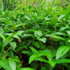 Abandoned Homestead Wild Vinca