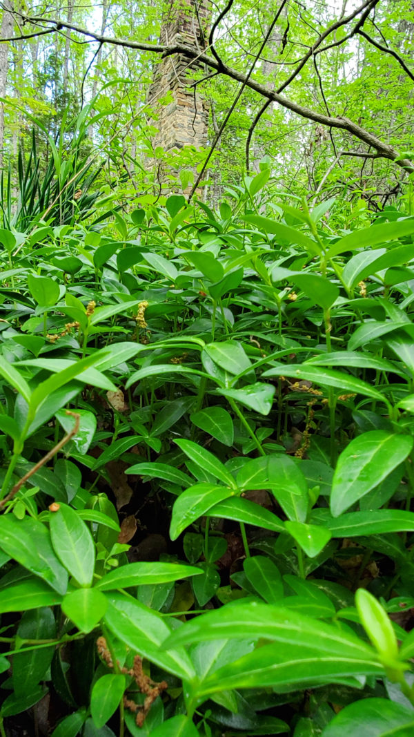 Abandoned Homestead Wild Vinca