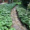 Pachysandra around Garden Path