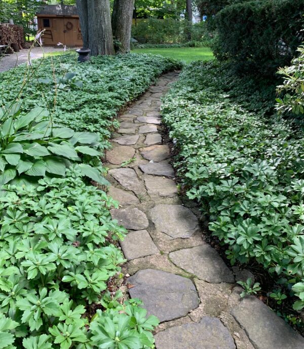 Pachysandra around Garden Path